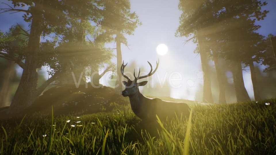 Lonely Deer 2 Videohive 20749717 Motion Graphics Image 2