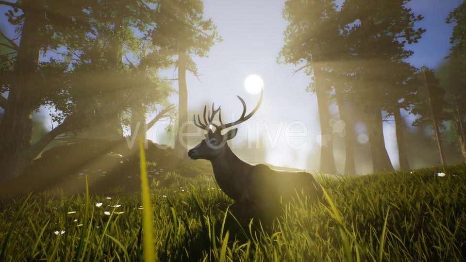 Lonely Deer 2 Videohive 20749717 Motion Graphics Image 3