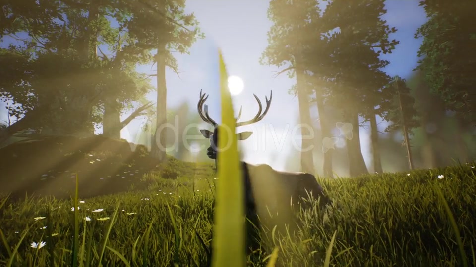 Lonely Deer 2 Videohive 20749717 Motion Graphics Image 4