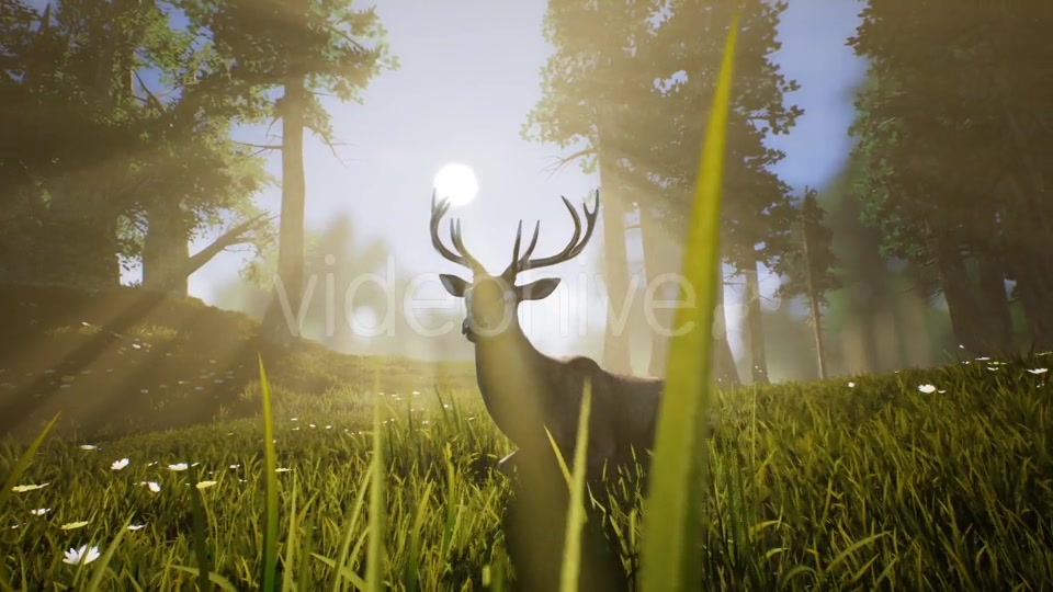Lonely Deer 2 Videohive 20749717 Motion Graphics Image 5