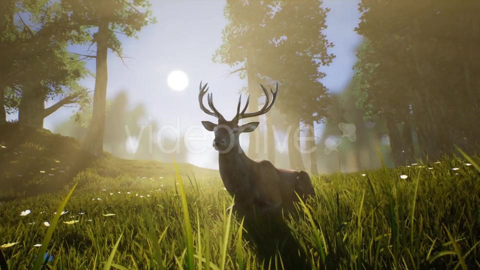 Lonely Deer 2 Videohive 20749717 Motion Graphics Image 6