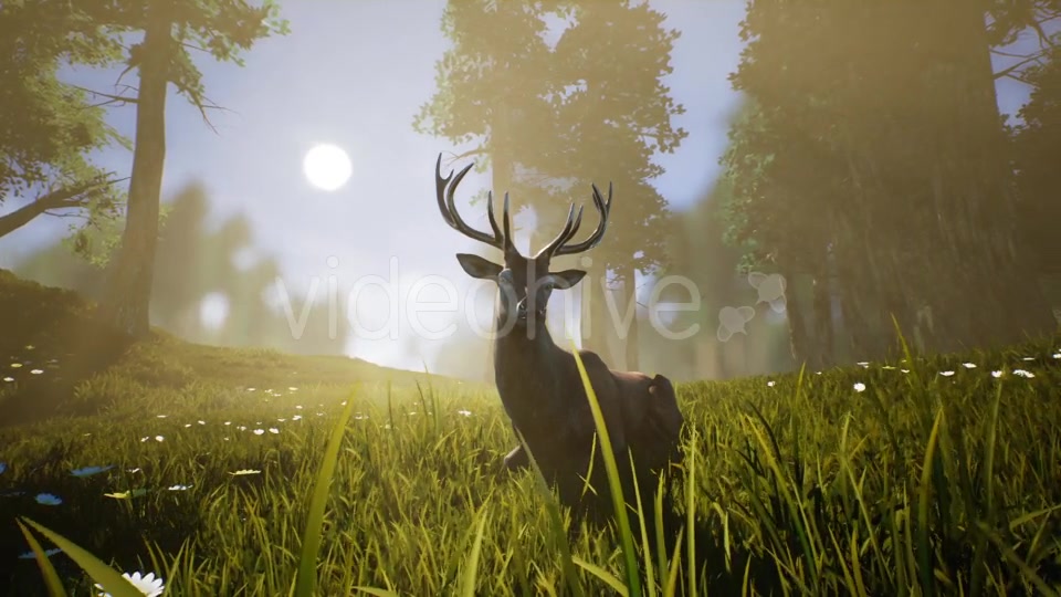 Lonely Deer 2 Videohive 20749717 Motion Graphics Image 7