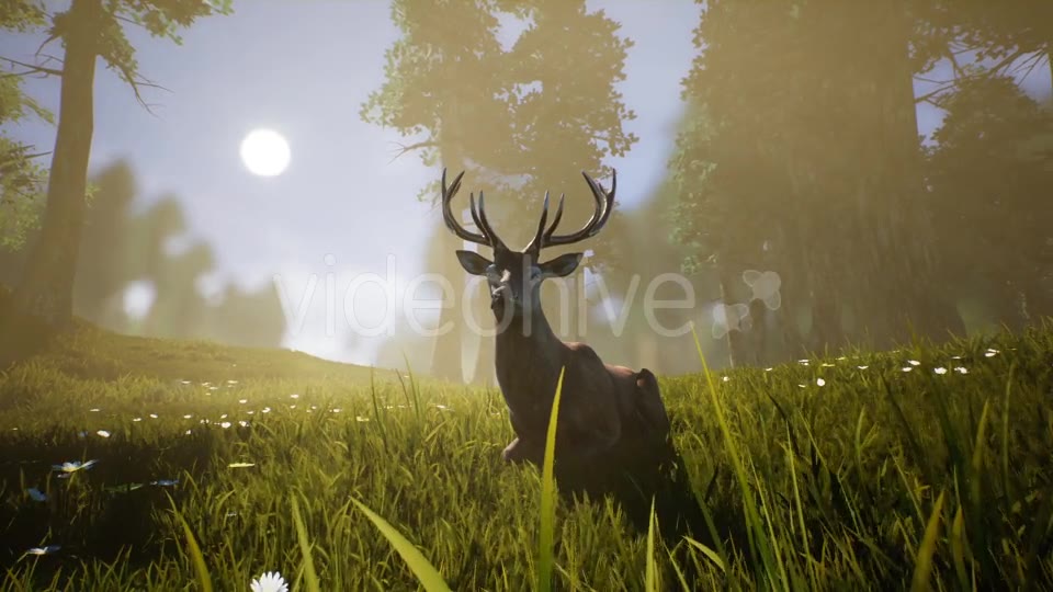 Lonely Deer 2 Videohive 20749717 Motion Graphics Image 8