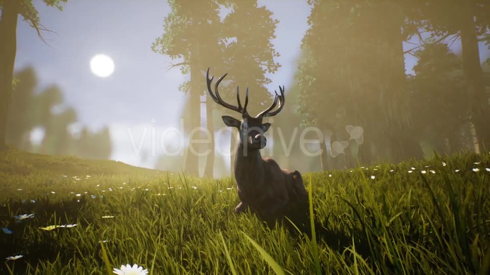 Lonely Deer 2 Videohive 20749717 Motion Graphics Image 9