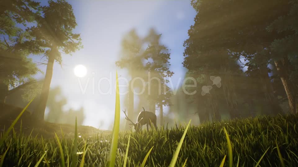 Lonely Deer 3 Videohive 20749792 Motion Graphics Image 1