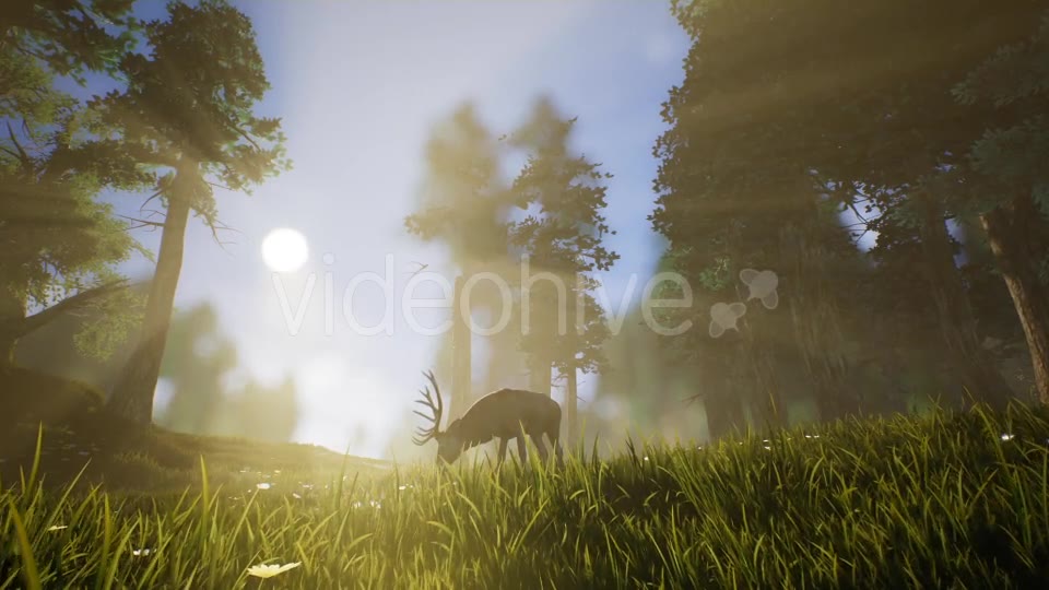 Lonely Deer 3 Videohive 20749792 Motion Graphics Image 2