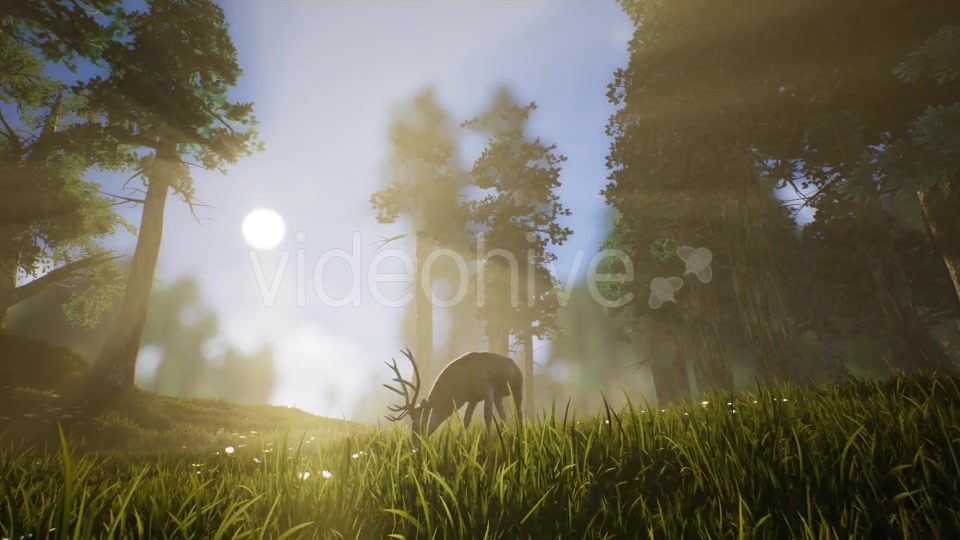 Lonely Deer 3 Videohive 20749792 Motion Graphics Image 3