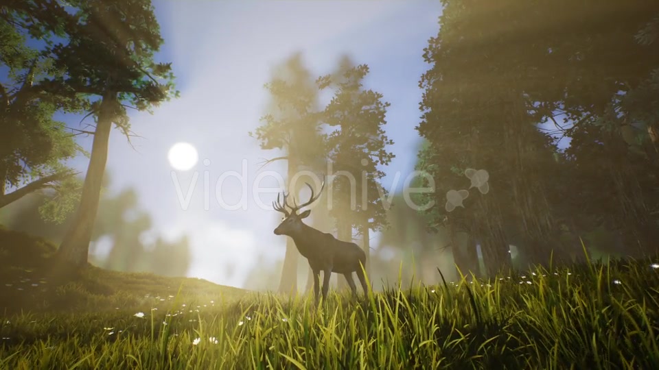Lonely Deer 3 Videohive 20749792 Motion Graphics Image 4