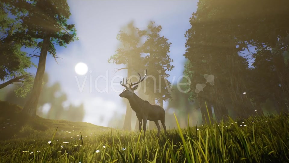 Lonely Deer 3 Videohive 20749792 Motion Graphics Image 5