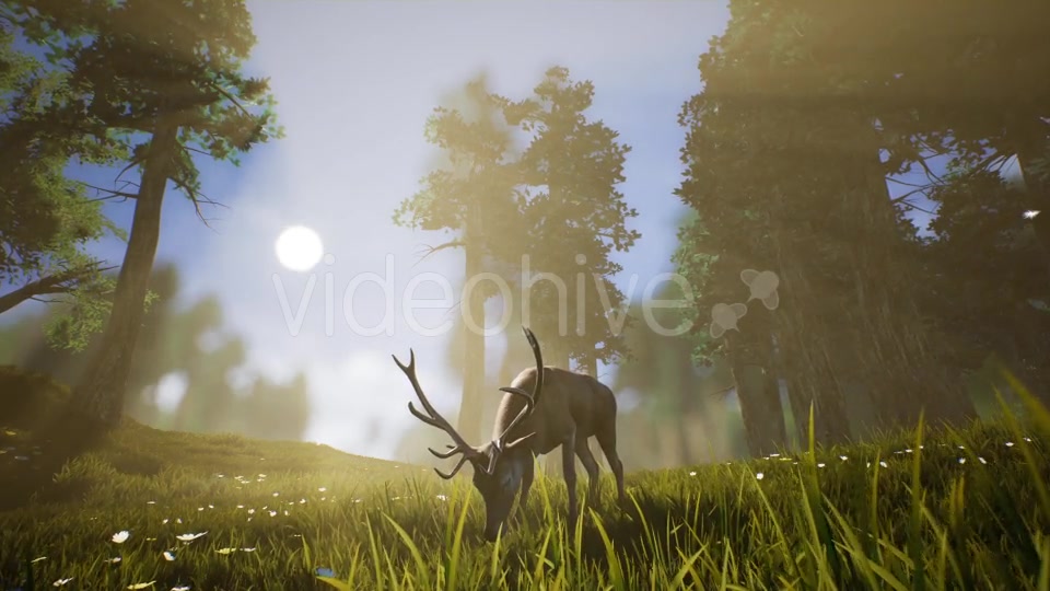 Lonely Deer 3 Videohive 20749792 Motion Graphics Image 6