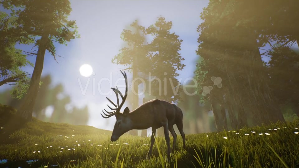 Lonely Deer 3 Videohive 20749792 Motion Graphics Image 7