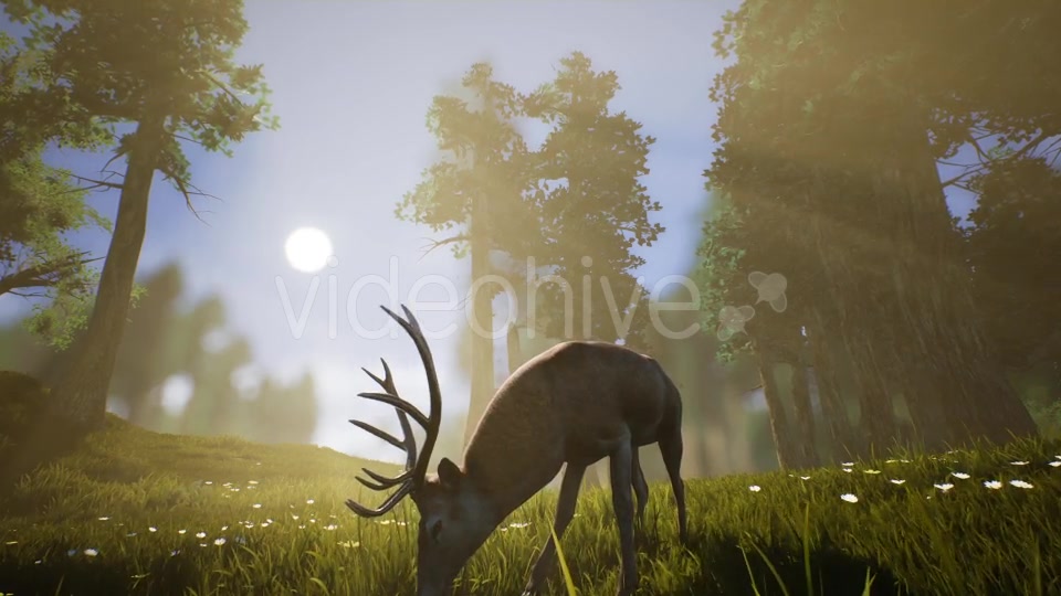 Lonely Deer 3 Videohive 20749792 Motion Graphics Image 8