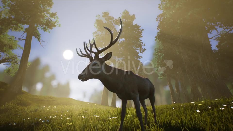 Lonely Deer 3 Videohive 20749792 Motion Graphics Image 9