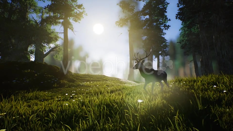Lonely Deer Videohive 20746388 Motion Graphics Image 3