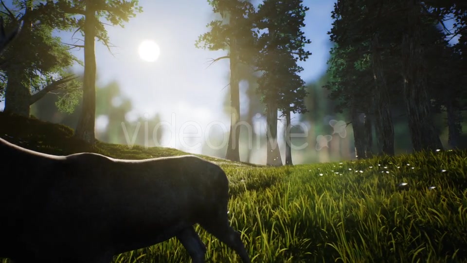 Lonely Deer Videohive 20746388 Motion Graphics Image 5