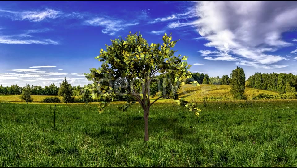 Looping Tree Videohive 20667519 Motion Graphics Image 4