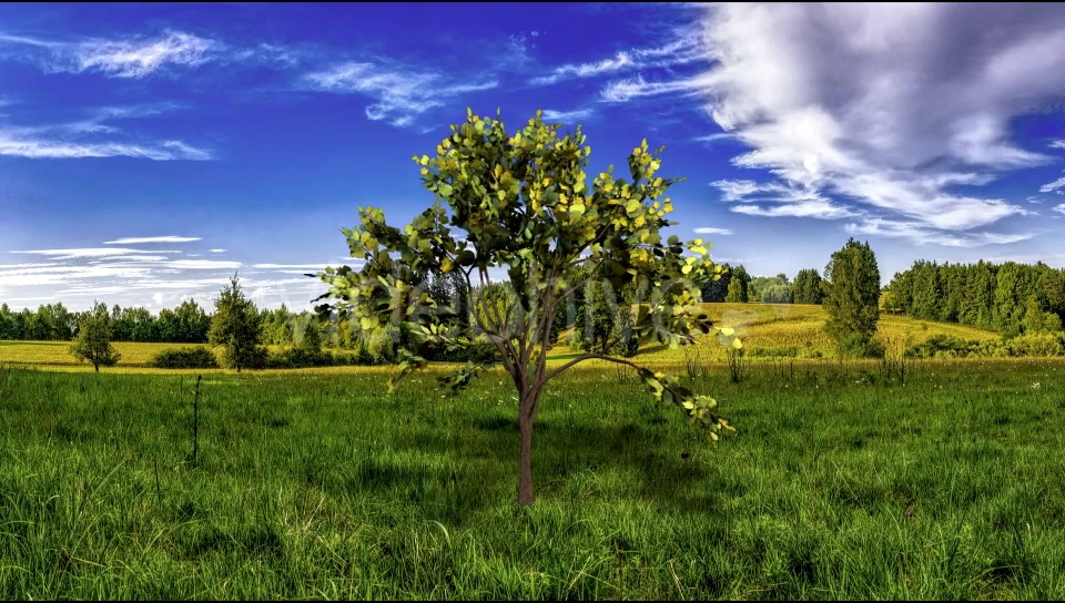 Looping Tree Videohive 20667519 Motion Graphics Image 5