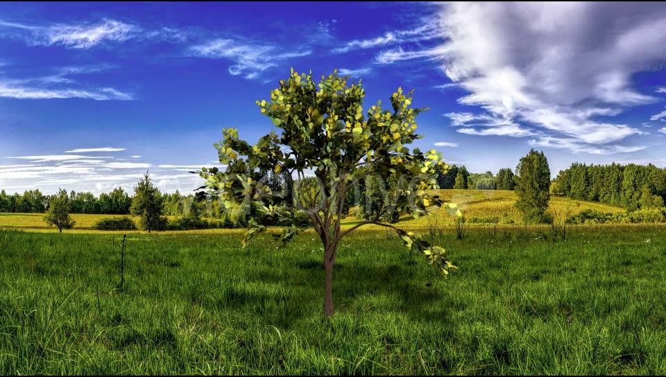 Looping Tree Videohive 20667519 Motion Graphics Image 6