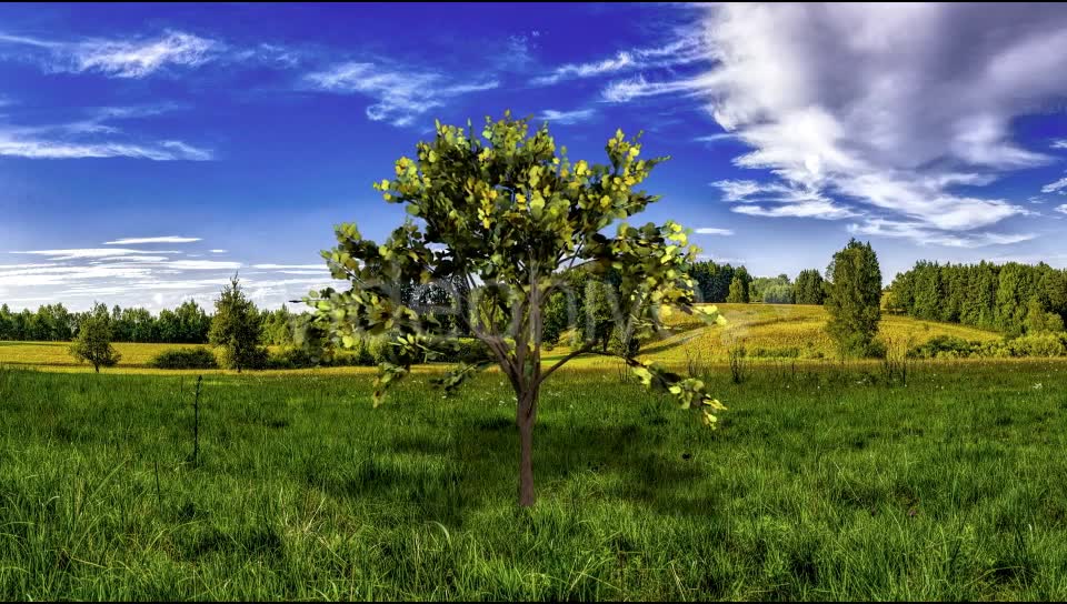 Looping Tree Videohive 20667519 Motion Graphics Image 7