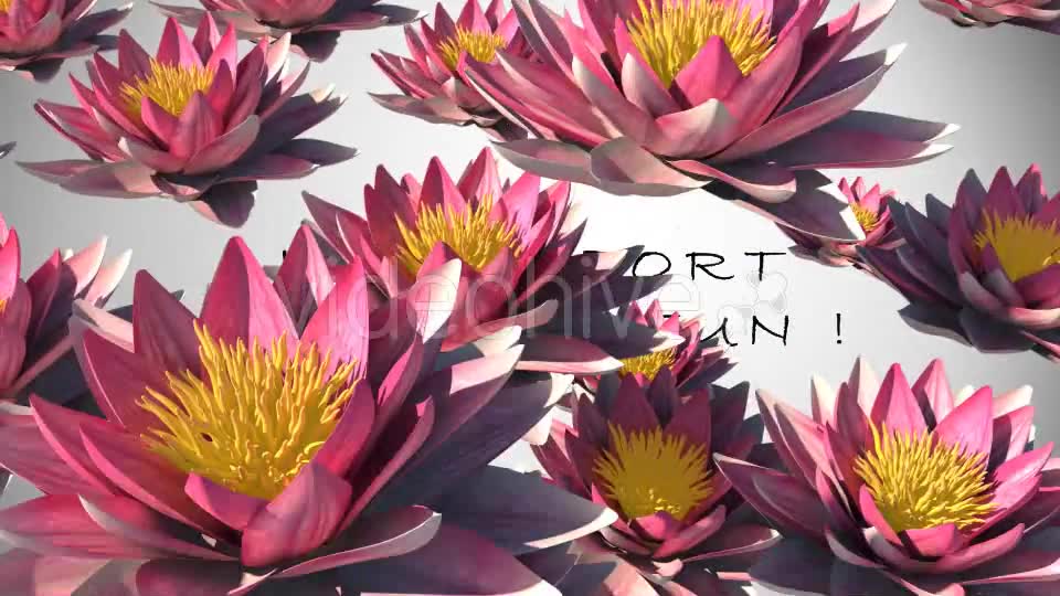 Lotus Flower Transition Videohive 15883384 Motion Graphics Image 11