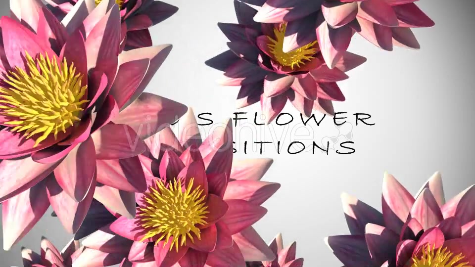 Lotus Flower Transition Videohive 15883384 Motion Graphics Image 3