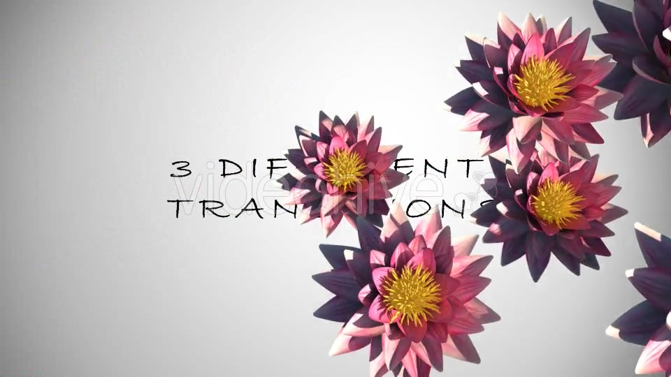 Lotus Flower Transition Videohive 15883384 Motion Graphics Image 4