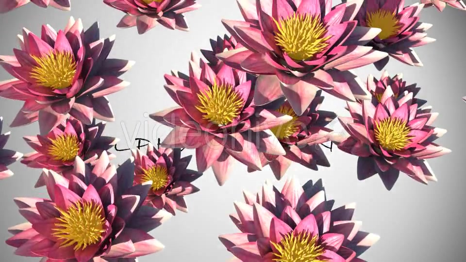 Lotus Flower Transition Videohive 15883384 Motion Graphics Image 7