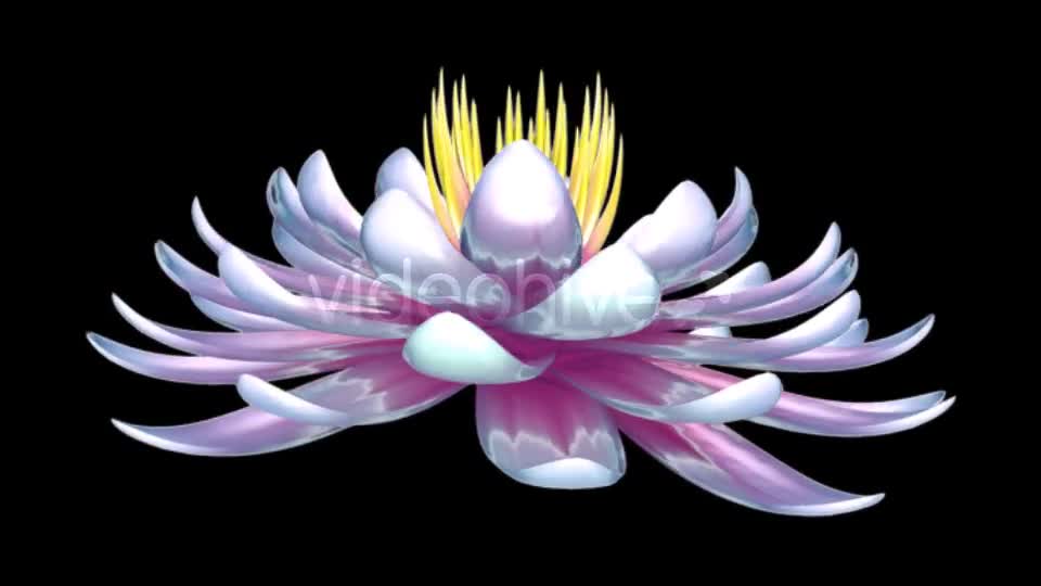 Lotus Flower Videohive 6520551 Motion Graphics Image 1