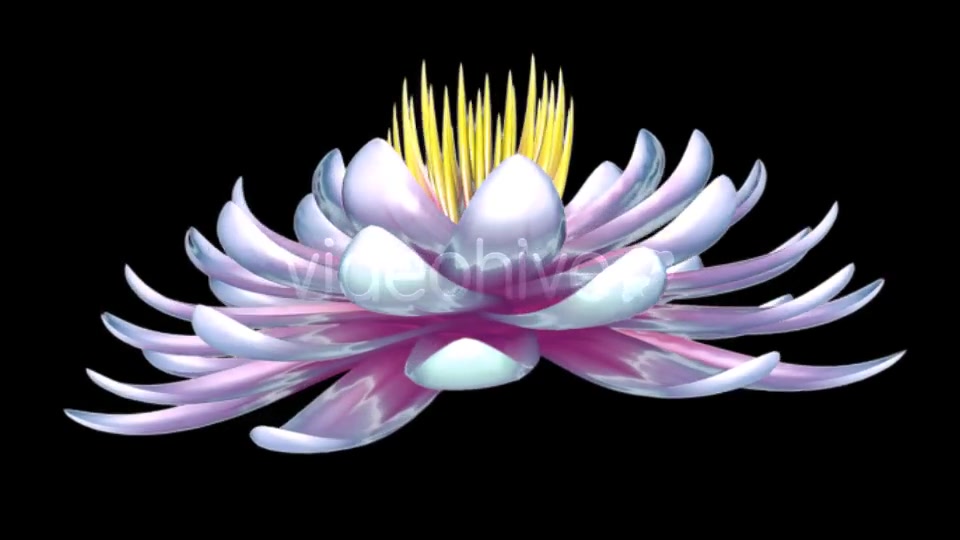 Lotus Flower Videohive 6520551 Motion Graphics Image 10