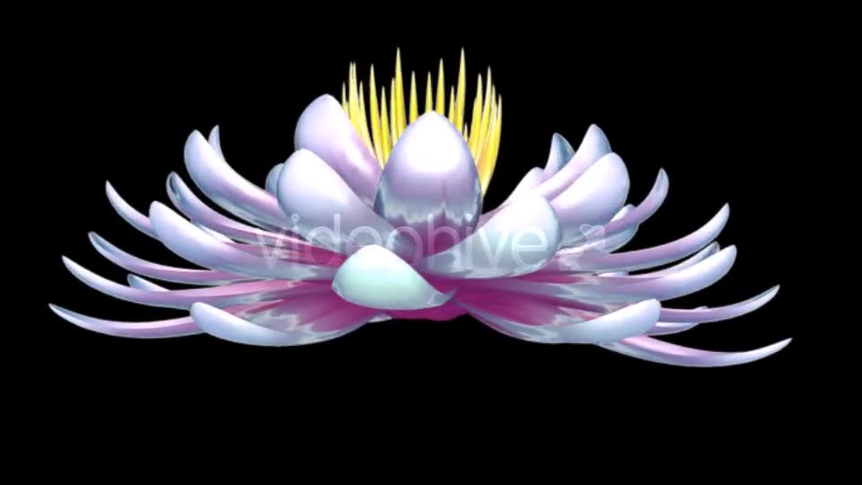 Lotus Flower Videohive 6520551 Motion Graphics Image 2