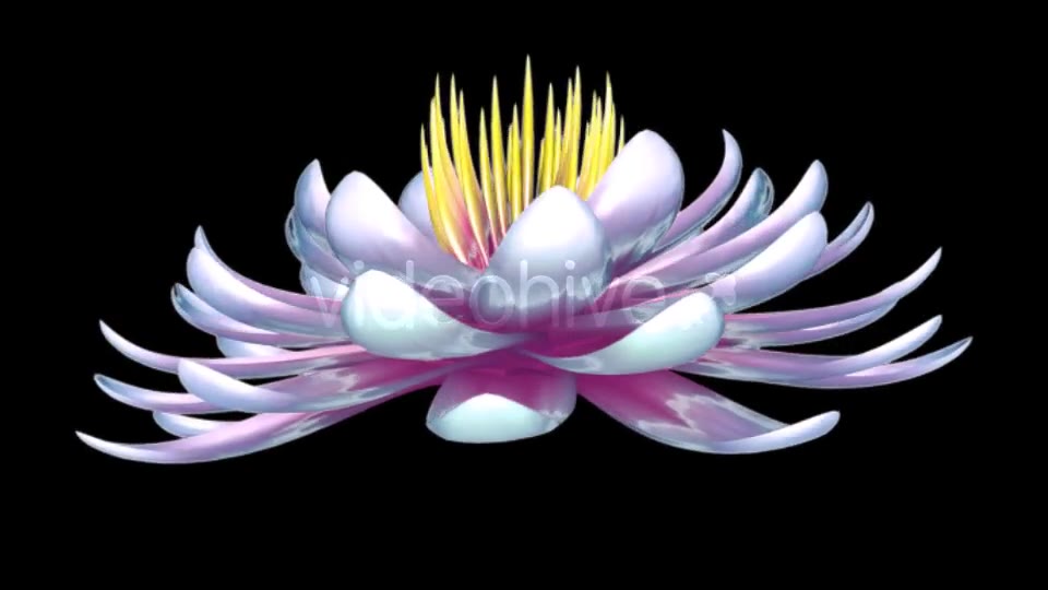 Lotus Flower Videohive 6520551 Motion Graphics Image 3