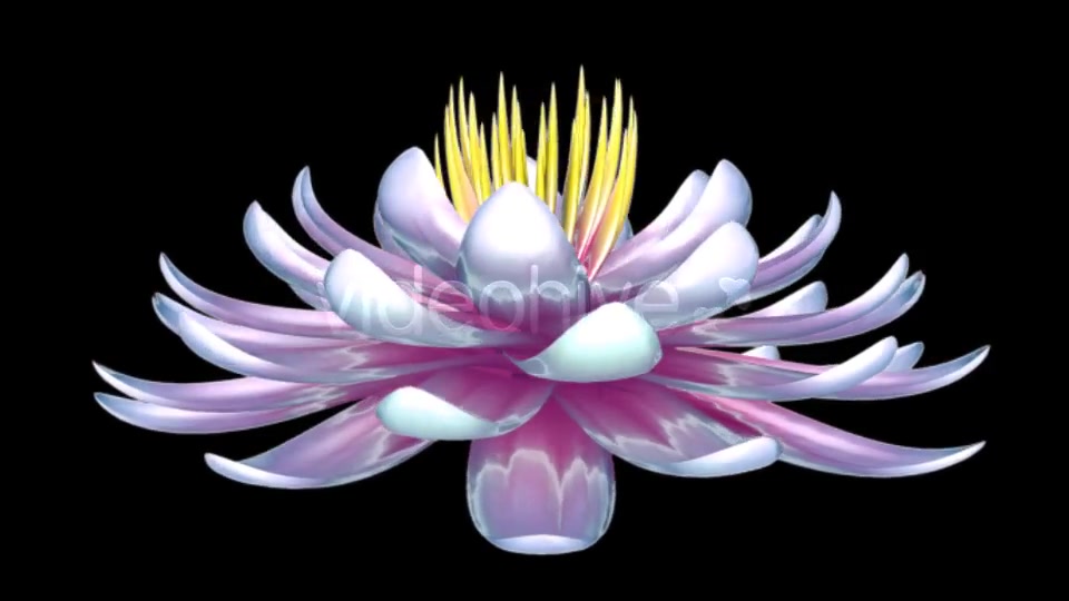 Lotus Flower Videohive 6520551 Motion Graphics Image 4