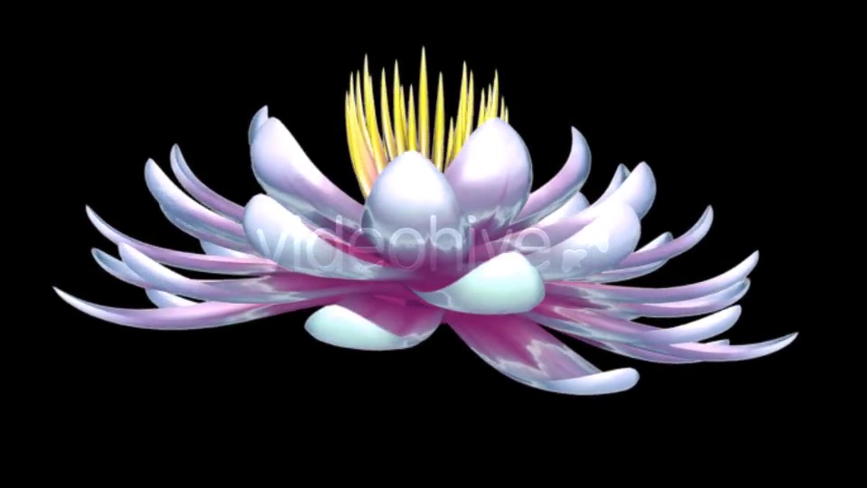 Lotus Flower Videohive 6520551 Motion Graphics Image 5