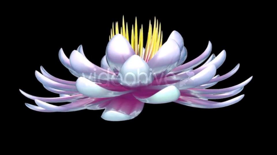 Lotus Flower Videohive 6520551 Motion Graphics Image 6