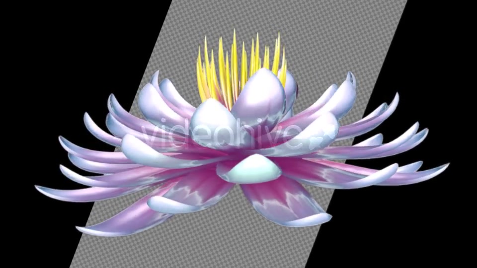 Lotus Flower Videohive 6520551 Motion Graphics Image 7