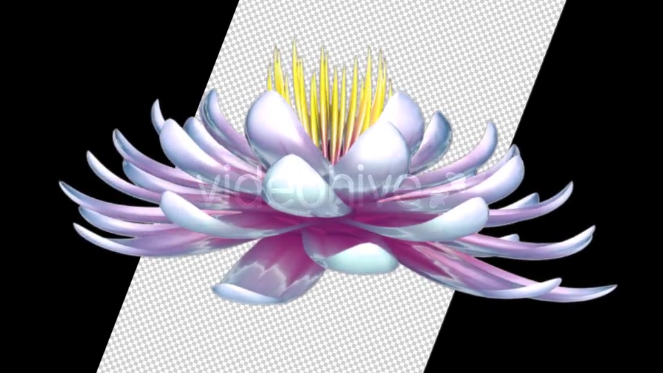 Lotus Flower Videohive 6520551 Motion Graphics Image 8