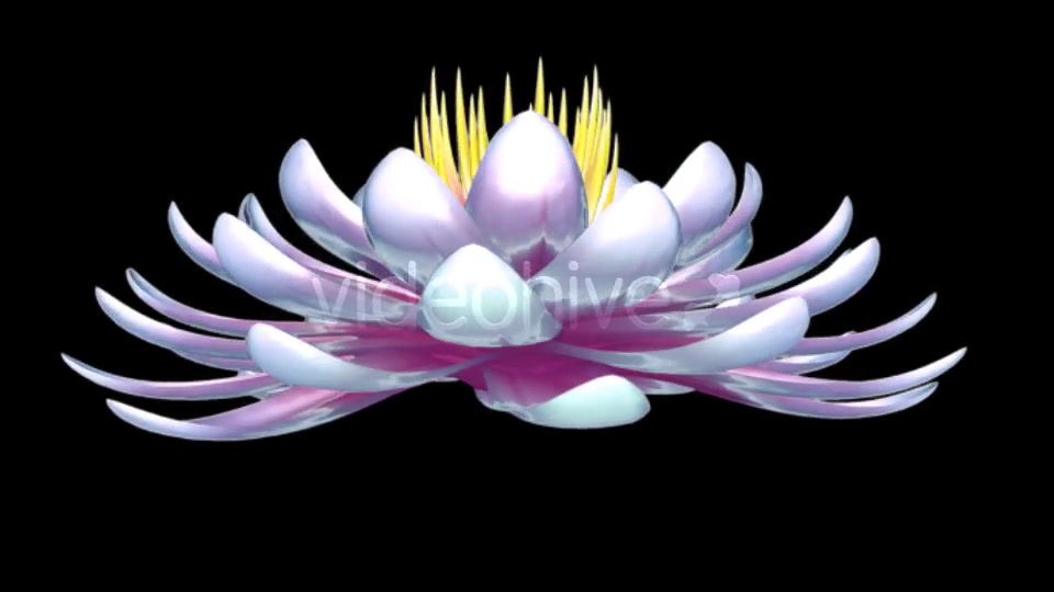 Lotus Flower Videohive 6520551 Motion Graphics Image 9