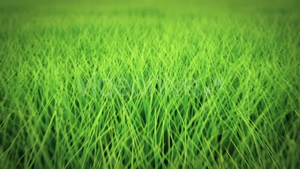 Low Flight Over Grass, DOF, Seamless Loop Videohive 19993724 Motion Graphics Image 1