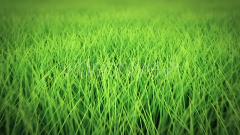 Low Flight Over Grass, DOF, Seamless Loop Videohive 19993724 Motion Graphics Image 10