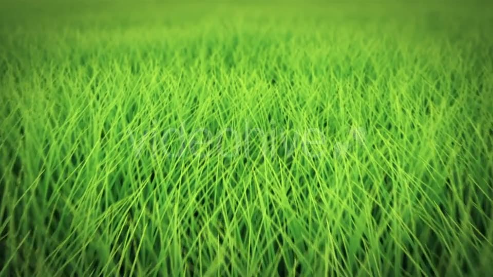 Low Flight Over Grass, DOF, Seamless Loop Videohive 19993724 Motion Graphics Image 2