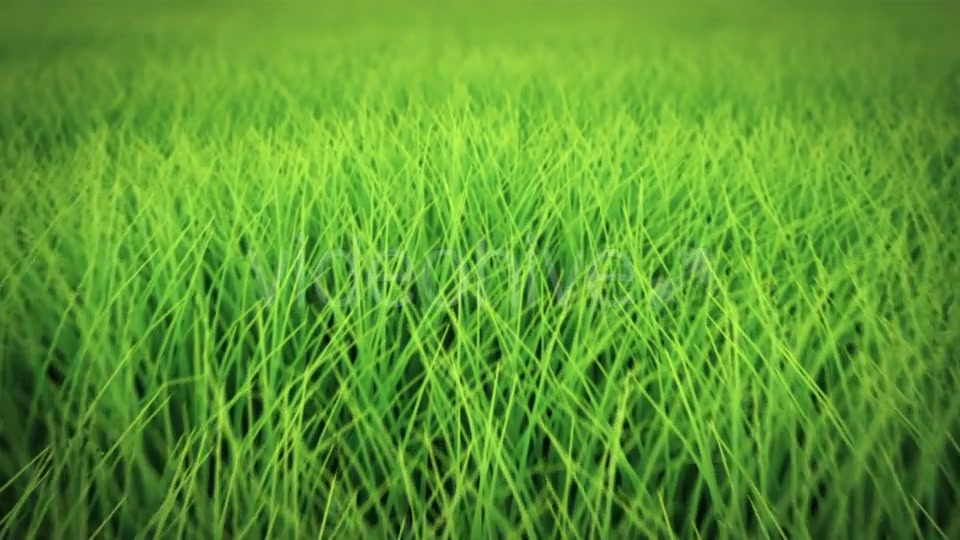 Low Flight Over Grass, DOF, Seamless Loop Videohive 19993724 Motion Graphics Image 3