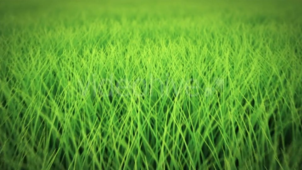 Low Flight Over Grass, DOF, Seamless Loop Videohive 19993724 Motion Graphics Image 4