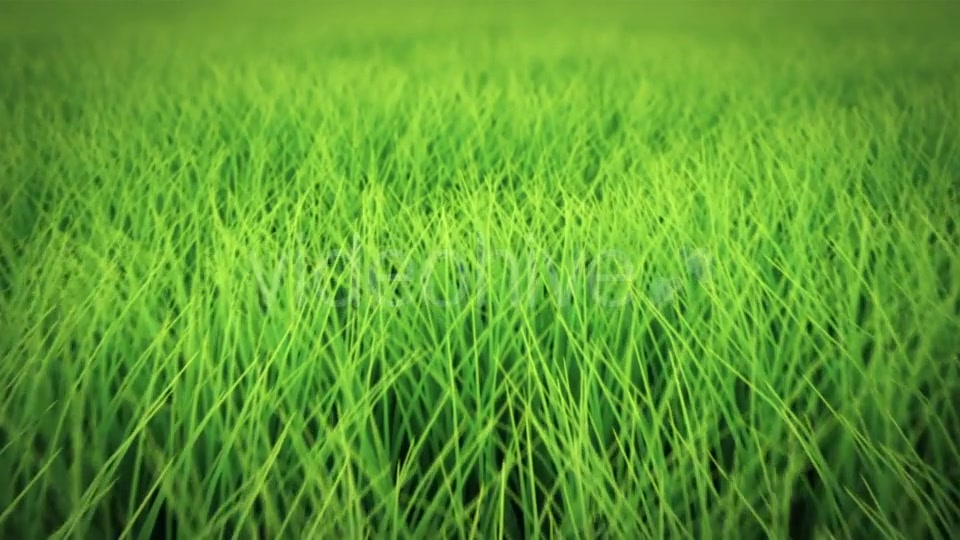 Low Flight Over Grass, DOF, Seamless Loop Videohive 19993724 Motion Graphics Image 5