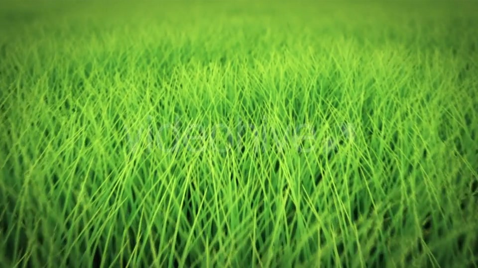 Low Flight Over Grass, DOF, Seamless Loop Videohive 19993724 Motion Graphics Image 6
