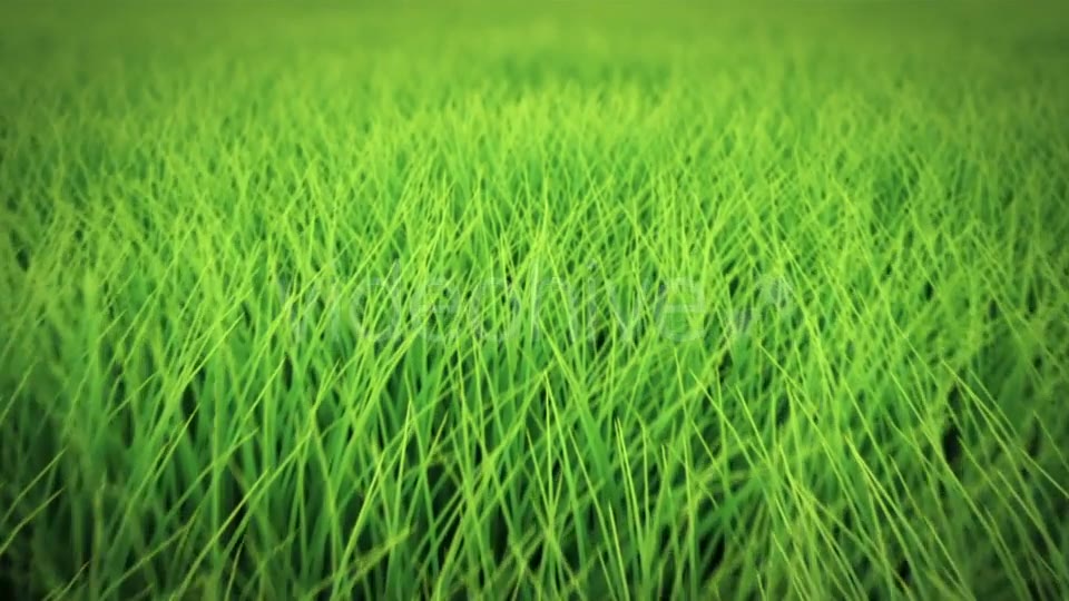 Low Flight Over Grass, DOF, Seamless Loop Videohive 19993724 Motion Graphics Image 7