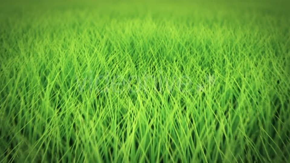 Low Flight Over Grass, DOF, Seamless Loop Videohive 19993724 Motion Graphics Image 8
