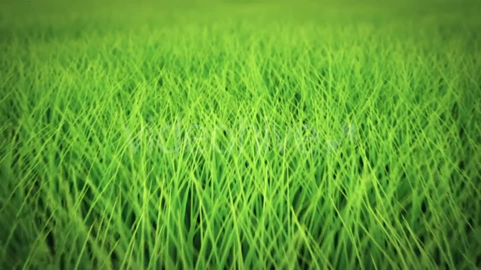 Low Flight Over Grass, DOF, Seamless Loop Videohive 19993724 Motion Graphics Image 9