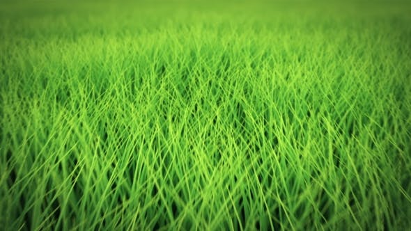 Low Flight Over Grass, DOF, Seamless Loop - Download Videohive 19993724