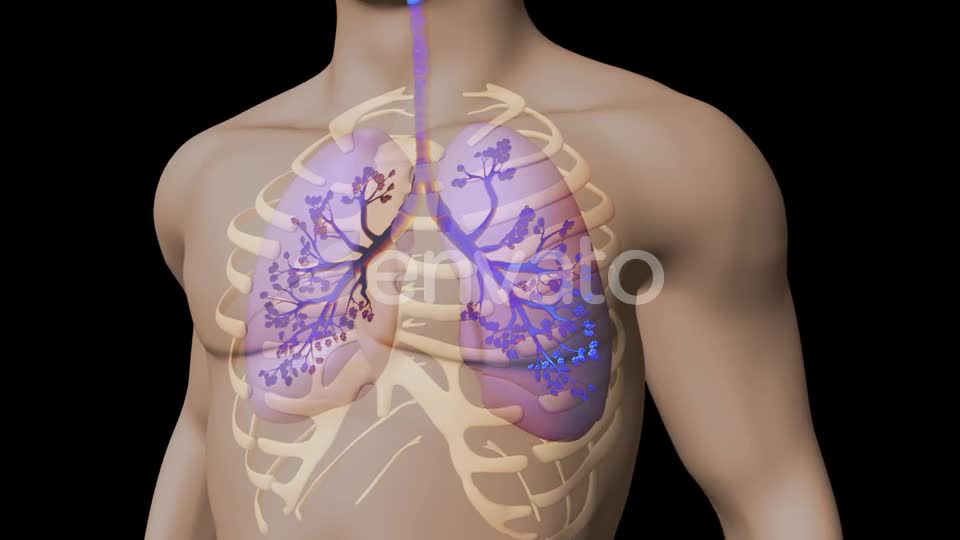 Lungs And Bronchial Tree Videohive 22534229 Motion Graphics Image 1