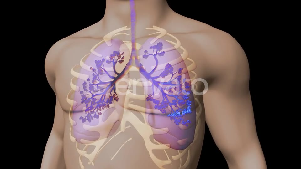 Lungs And Bronchial Tree Videohive 22534229 Motion Graphics Image 2